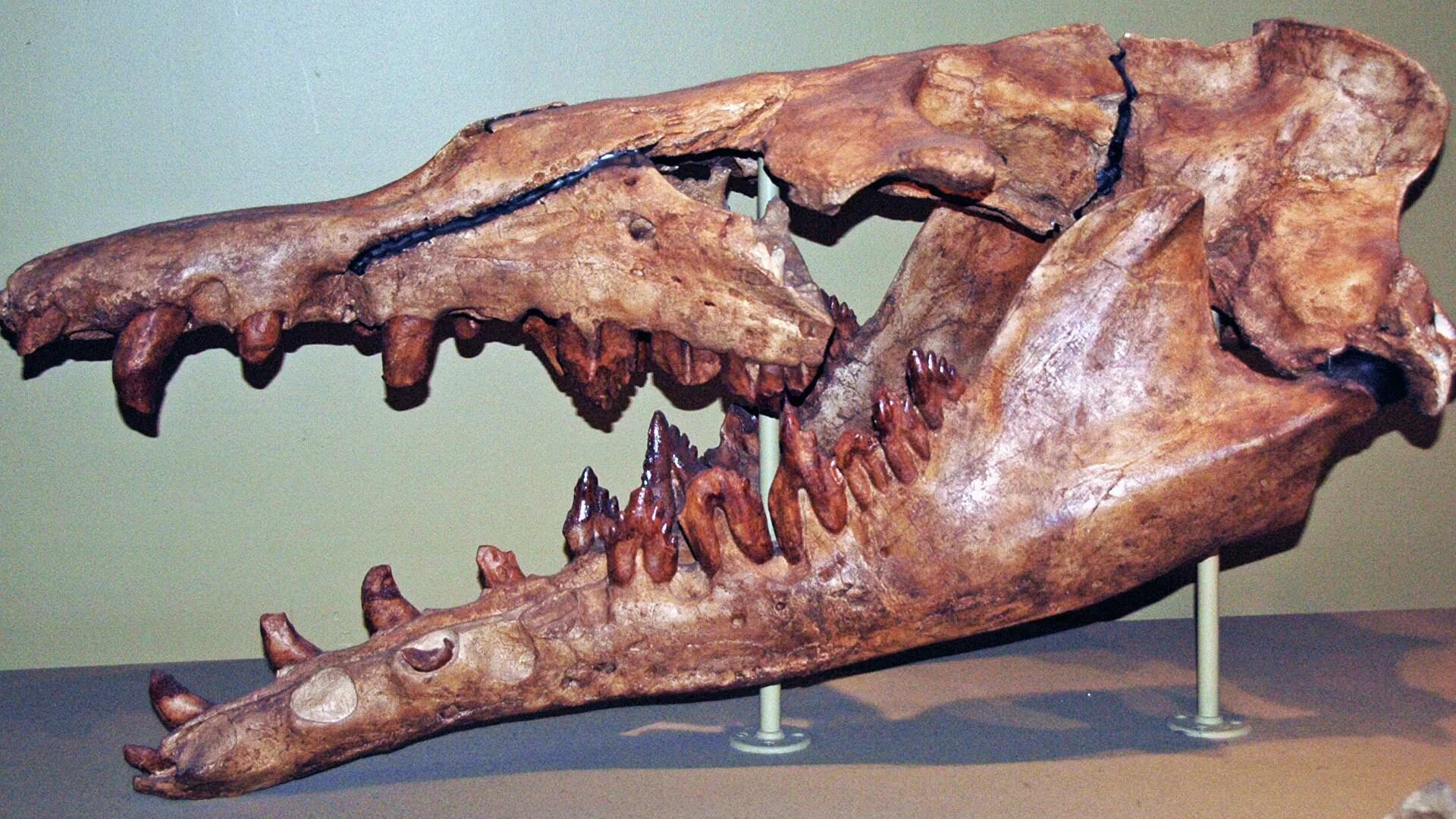 Click to enlarge Basilosaurus skull peru desert whale