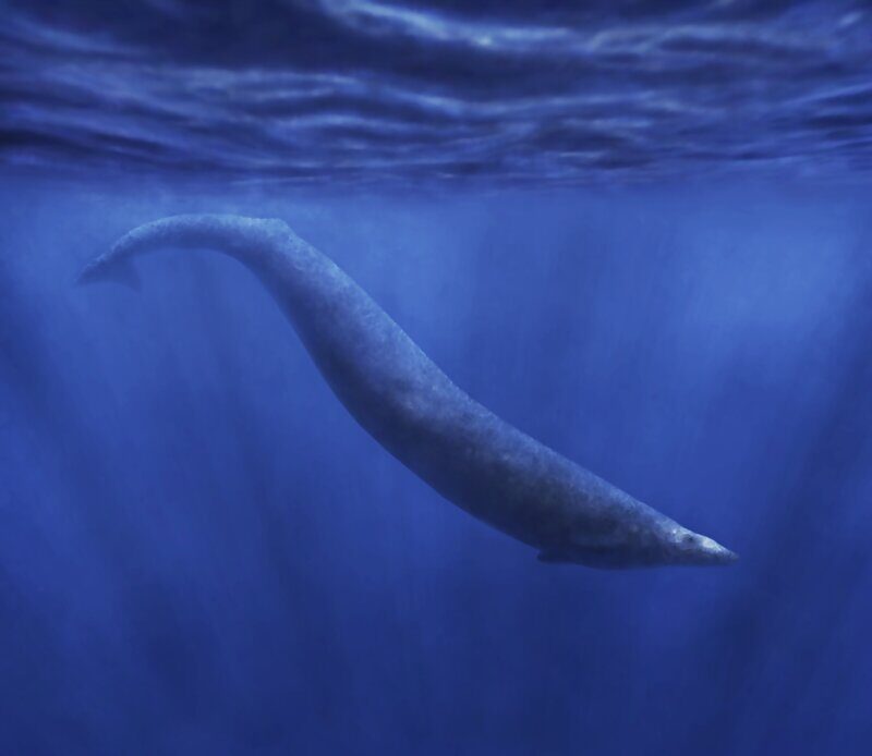 Click to enlarge Basilosaurus