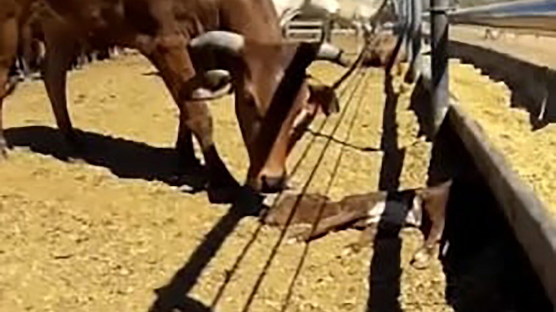 Click to enlarge Cattle Business