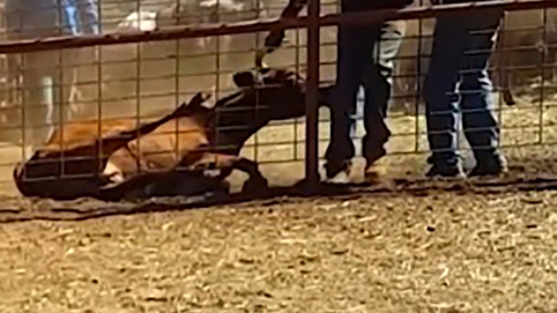 Click to enlarge Animal Torture