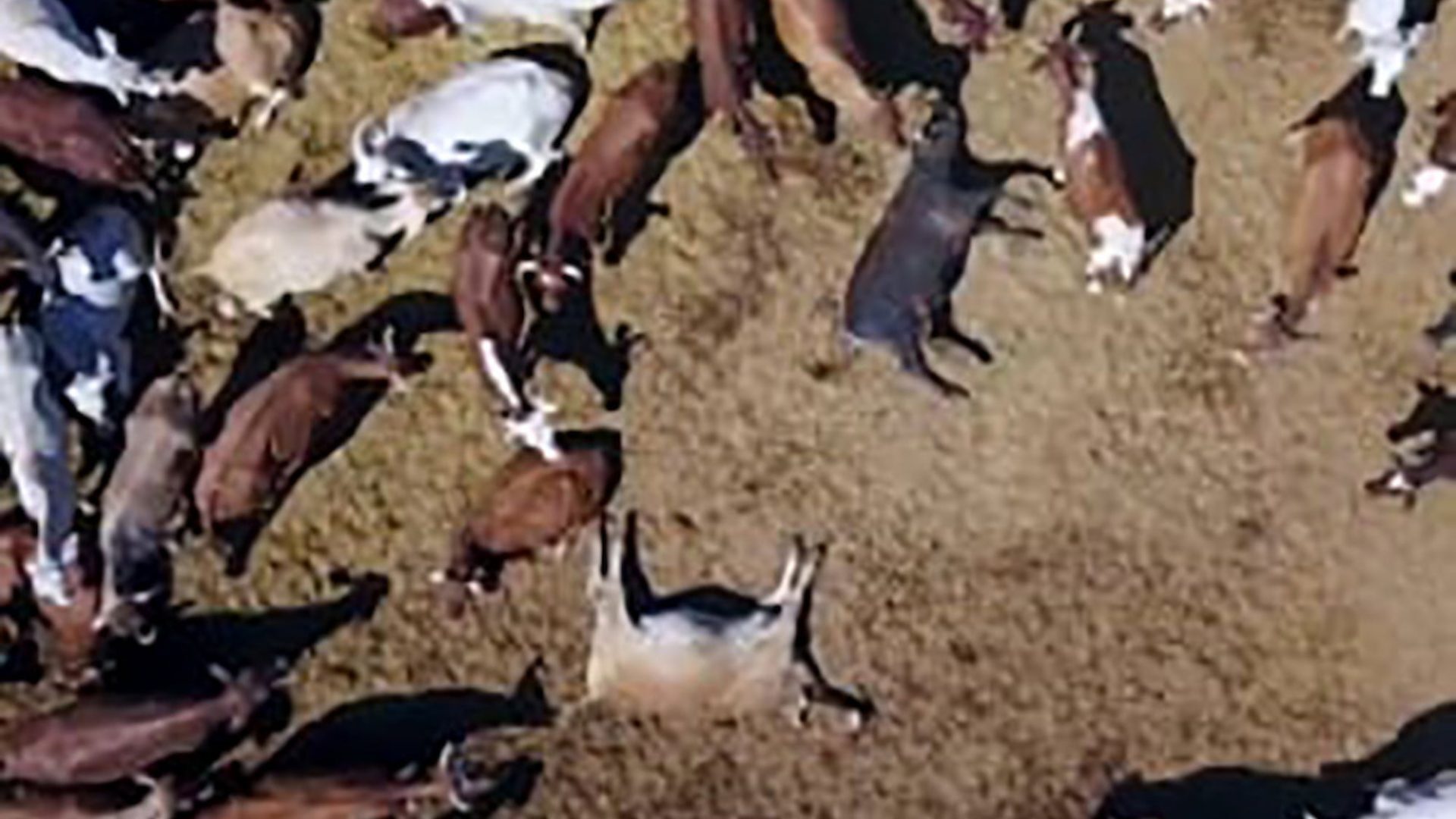 Click to enlarge Sick and Dying Cattle