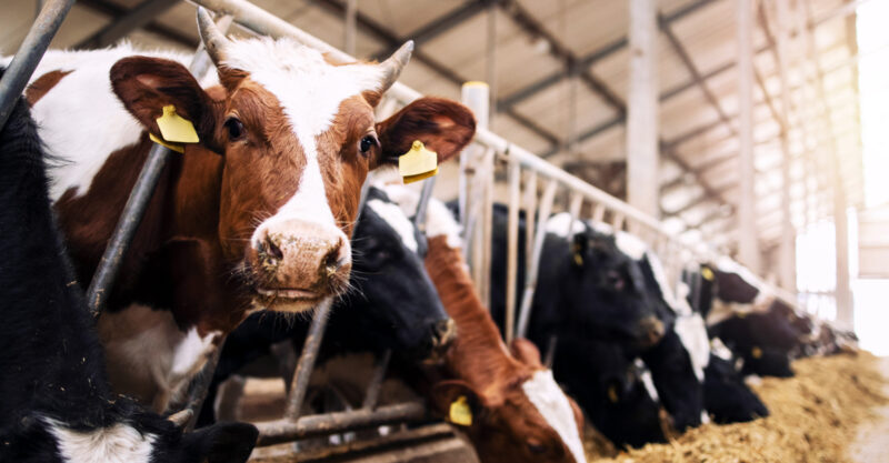 cows