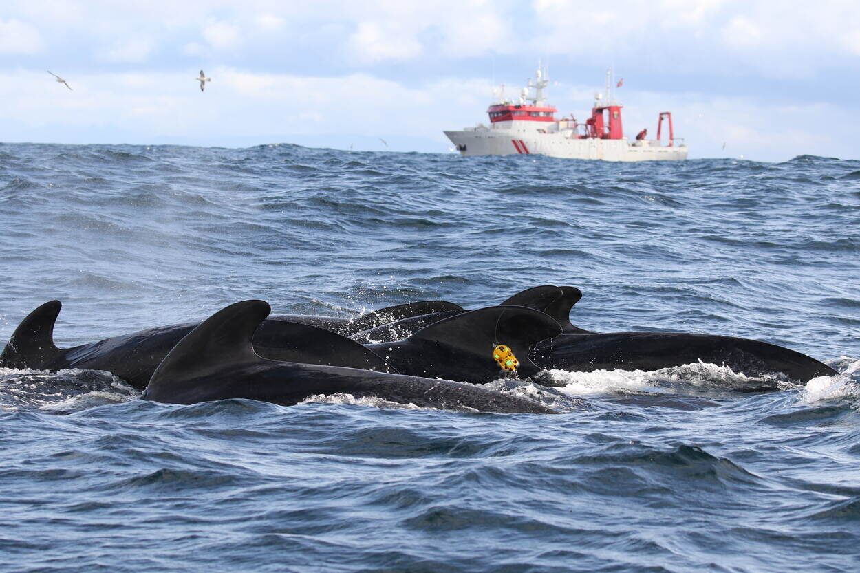Click to enlarge Tagged pilot whales.