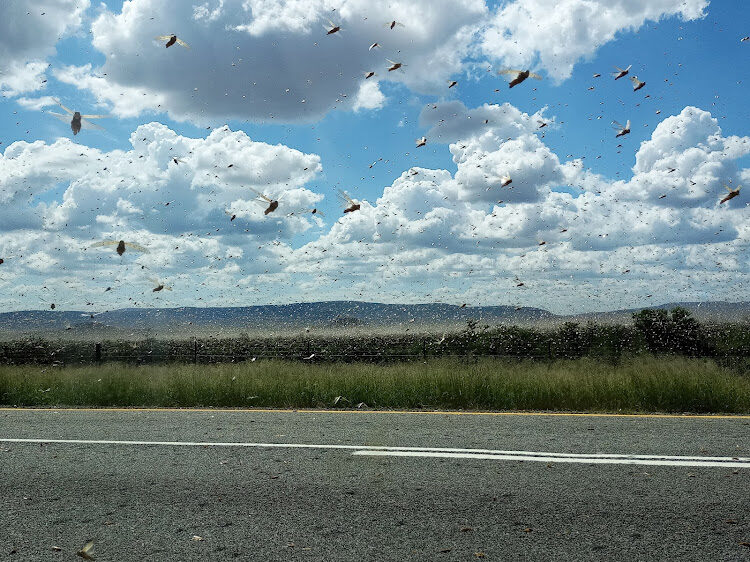 LOCUST