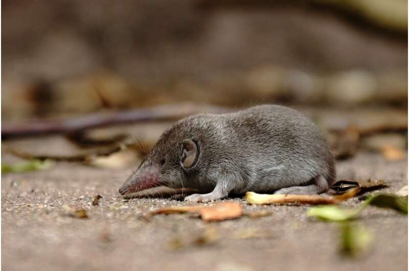 Click to enlarge shrew