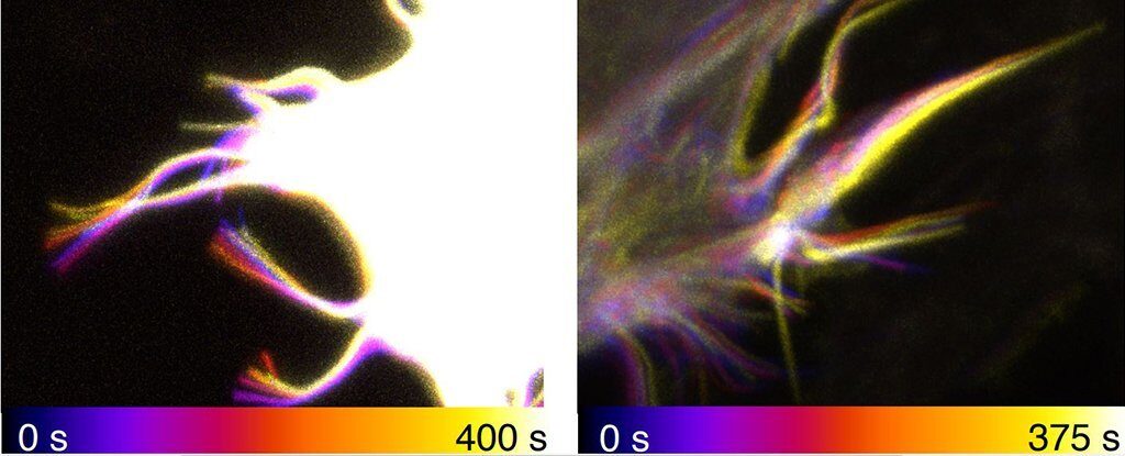 human cells tentacles movement