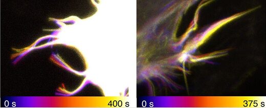 human cells tentacles movement