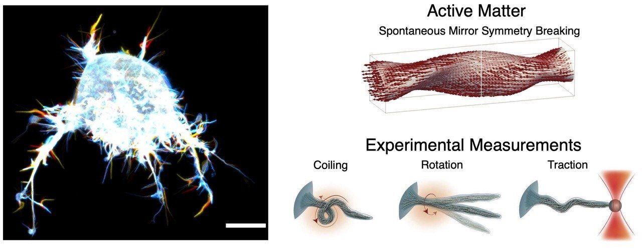 Click to enlarge filopodium cell movement tentacles