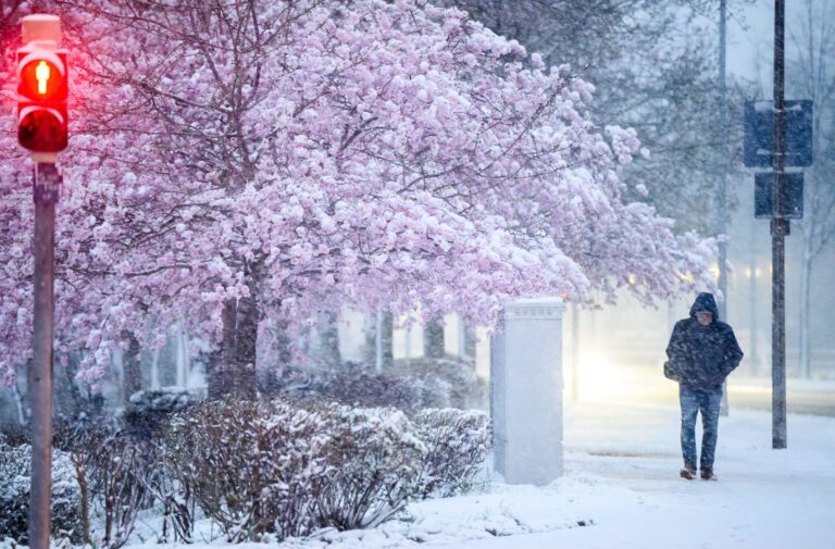 Click to enlarge A man walked on a snowy street lined with cherry blossom trees in Laatzen, Lower Saxony, on April 1st.