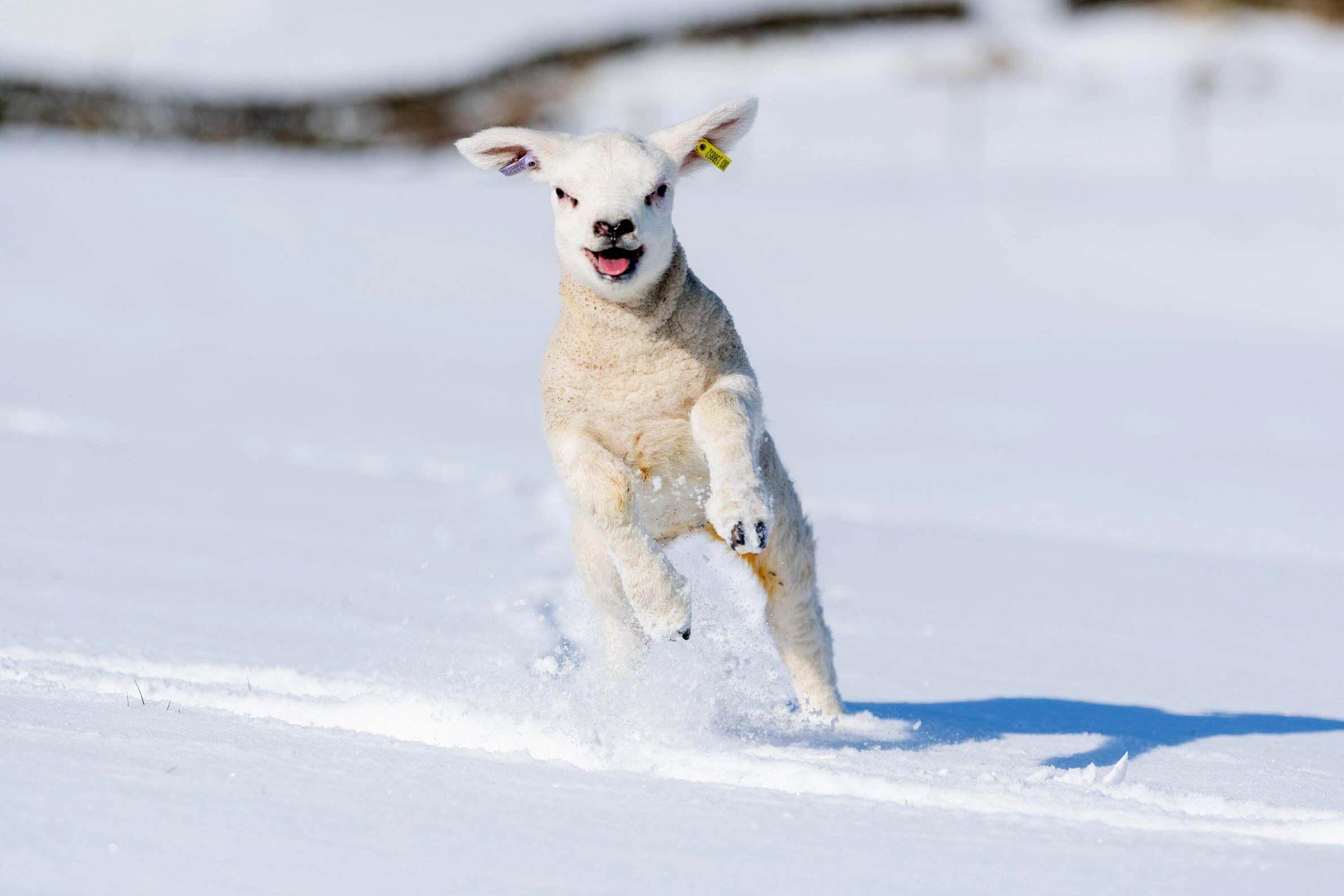 Click to enlarge Hawes, North Yorkshire, UK. Flo, the 3 week old texel pet lamb.