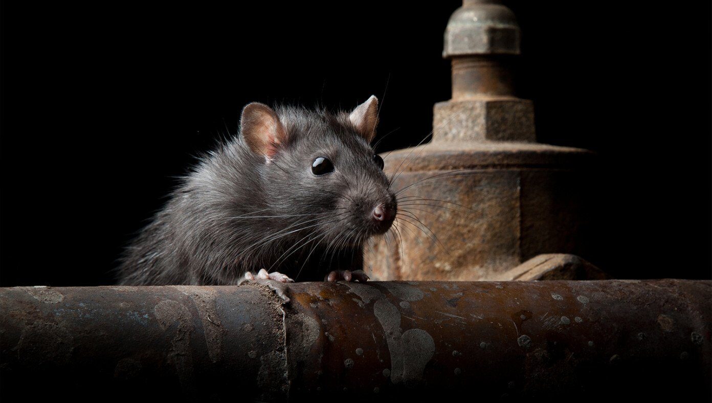 Rat in DC