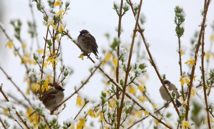 Click to enlarge Sparrows are seen on snow-covered branches in Karlovac, Croatia, April 2, 2022.