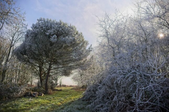 frost