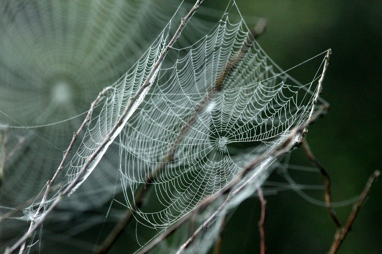 spider web