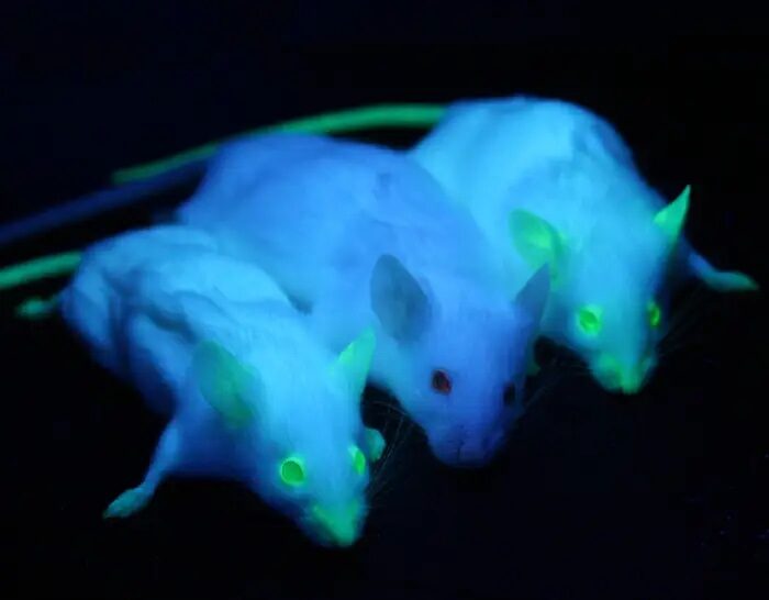 Click to enlarge Genetically engineered phosphorescent mice.