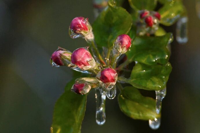 Buds on an apple tree are enclosed in ice