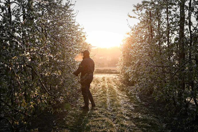 Click to enlarge Arborist Damien Garrigues inspects the blossoms