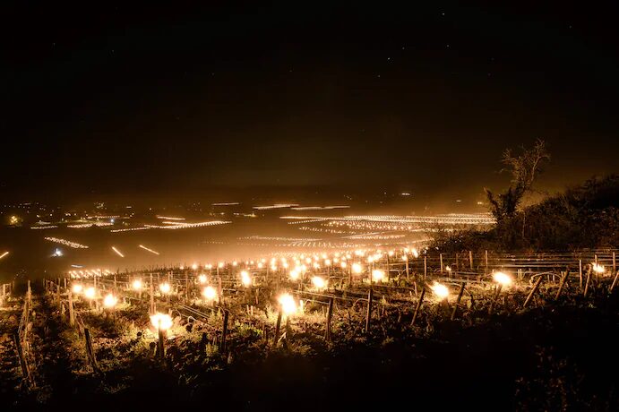 Vineyards are lighted with candles