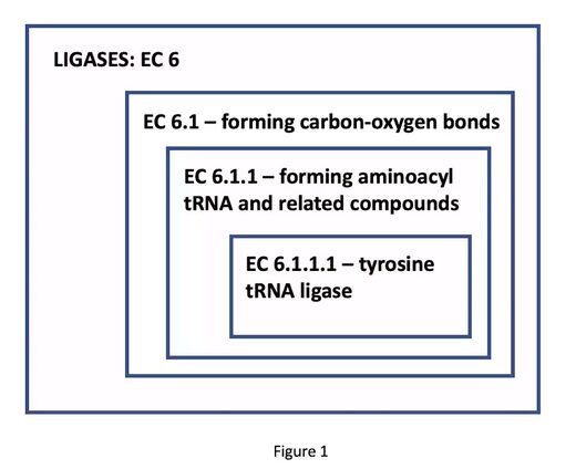 ligases