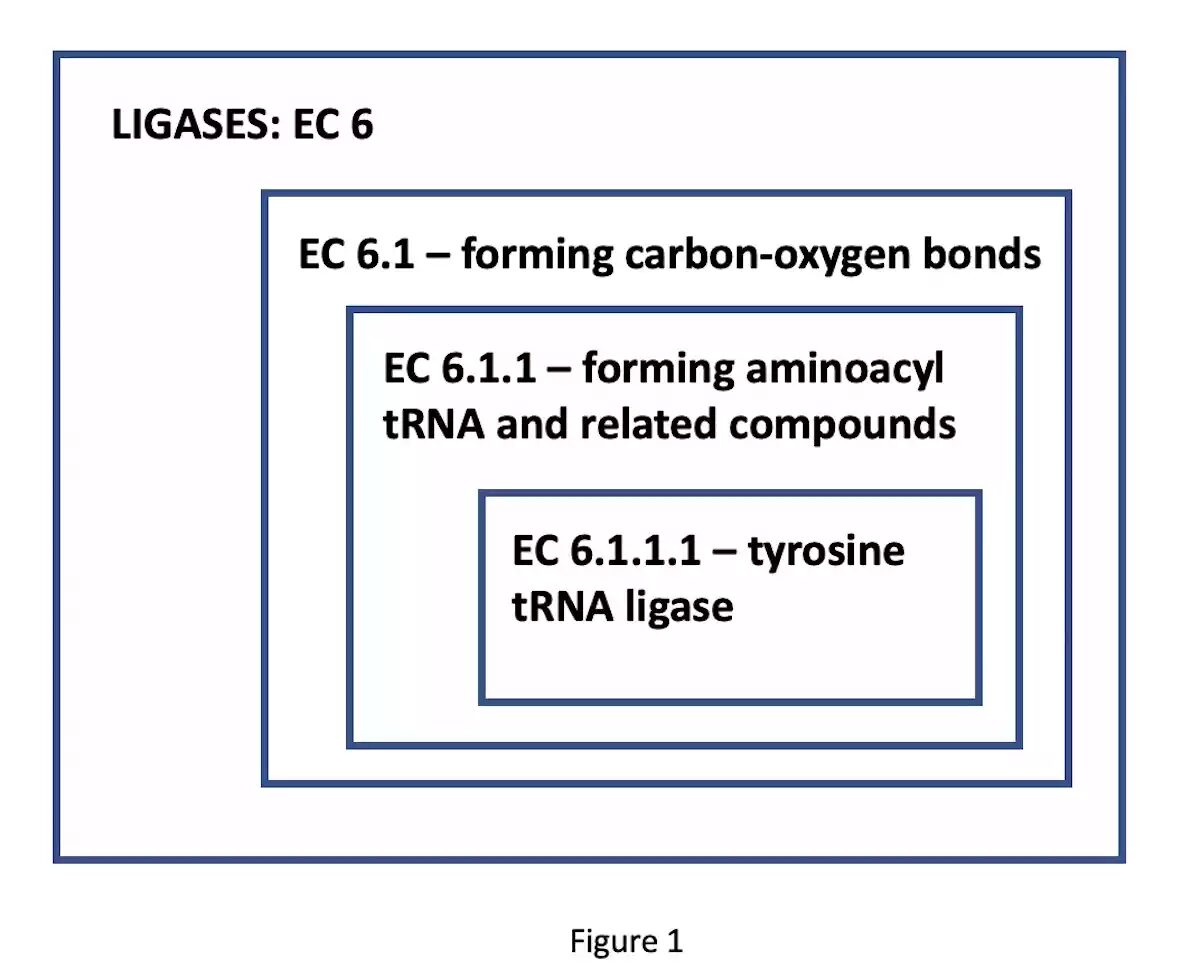 Click to enlarge ligases