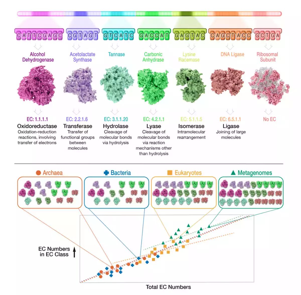 Click to enlarge EC numbers enzyme
