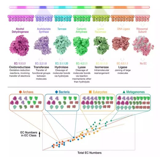 EC numbers enzyme