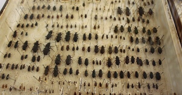 Beetles collected by Charles Darwin