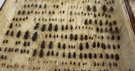 Beetles collected by Charles Darwin
