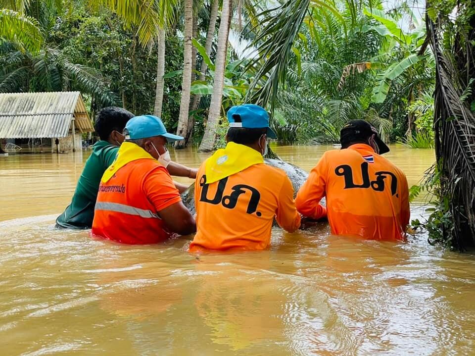Click to enlarge DDPM teams working in the floods in Surat Thani, Thailand, April 2022.