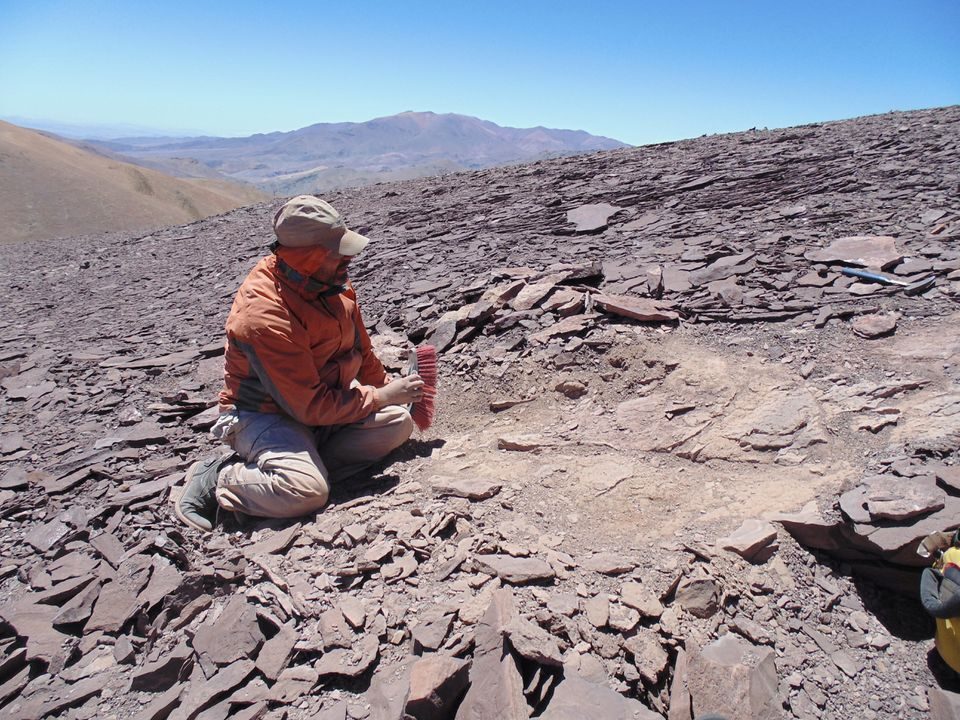 chile pterosaur fossils