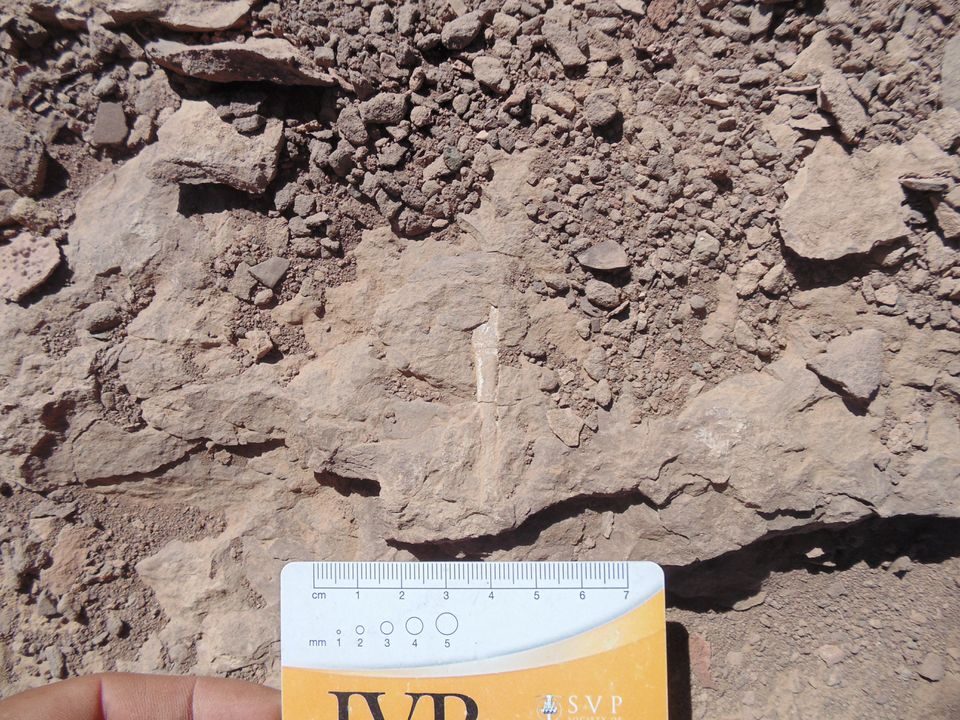 Click to enlarge A pterosaur fossil chile