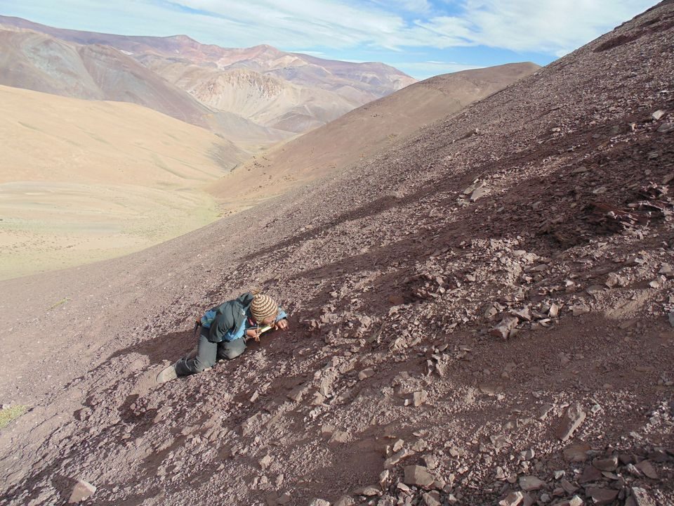 Click to enlarge pterosaur fossils chile