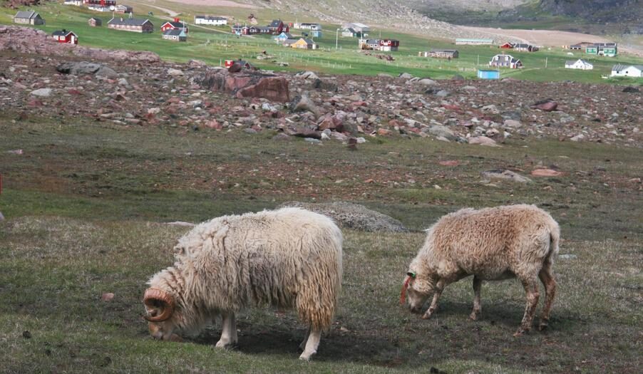 Click to enlarge greenland settlement