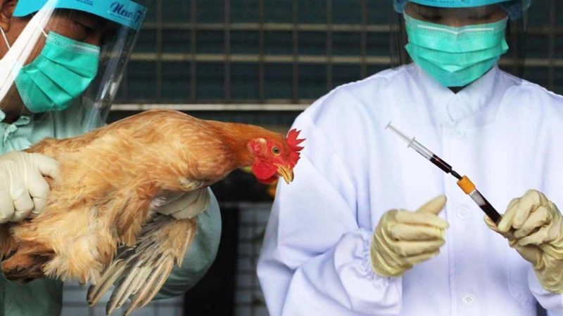 bird flu