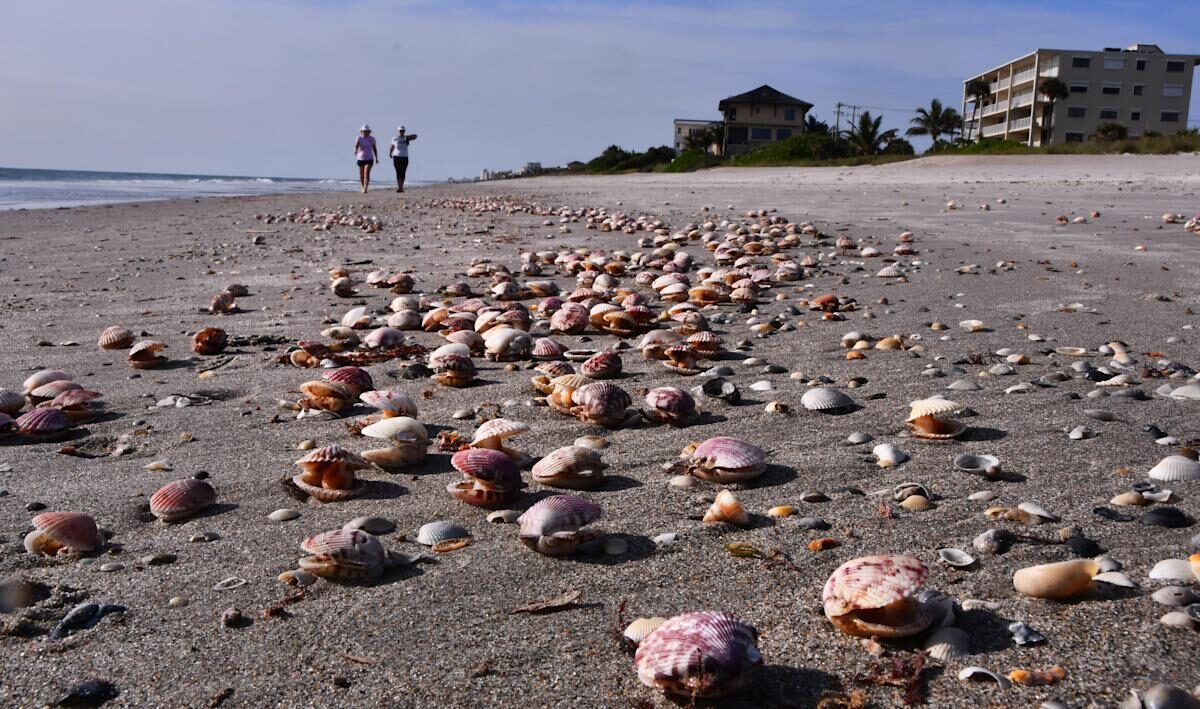 Click to enlarge Thousands of calico scallops are washing up on the beach in Satellite Beach in clusters.