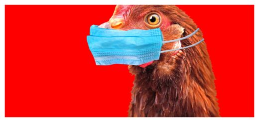Vogelgrippe: Eine weitere gefälschte „Pandemie“…diesmal für Hühner und die Folgen davon