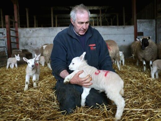family farm lambs