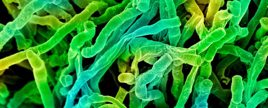 microbe microscope