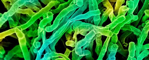 'Supercluster' from rare soil microbe could yield amazing new drugs