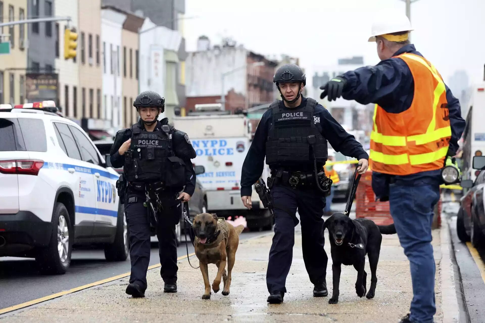 Click to enlarge bomb-sniffing dogs