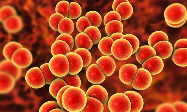 Click to enlarge Gonorrhea