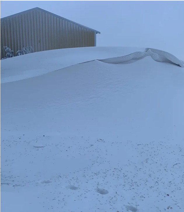 Click to enlarge Snow drifts on a farm in Hannaford, North Dakota, were estimated to be about 11 feet high, according to Justin Campbell, who runs a soybean and wheat farm in the area.
