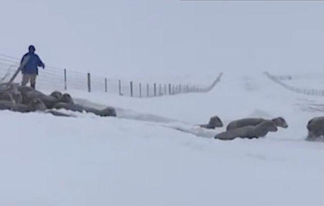 Click to enlarge Sheep at Hollenbeck Ranch are guided through a snowdrift. (Sara