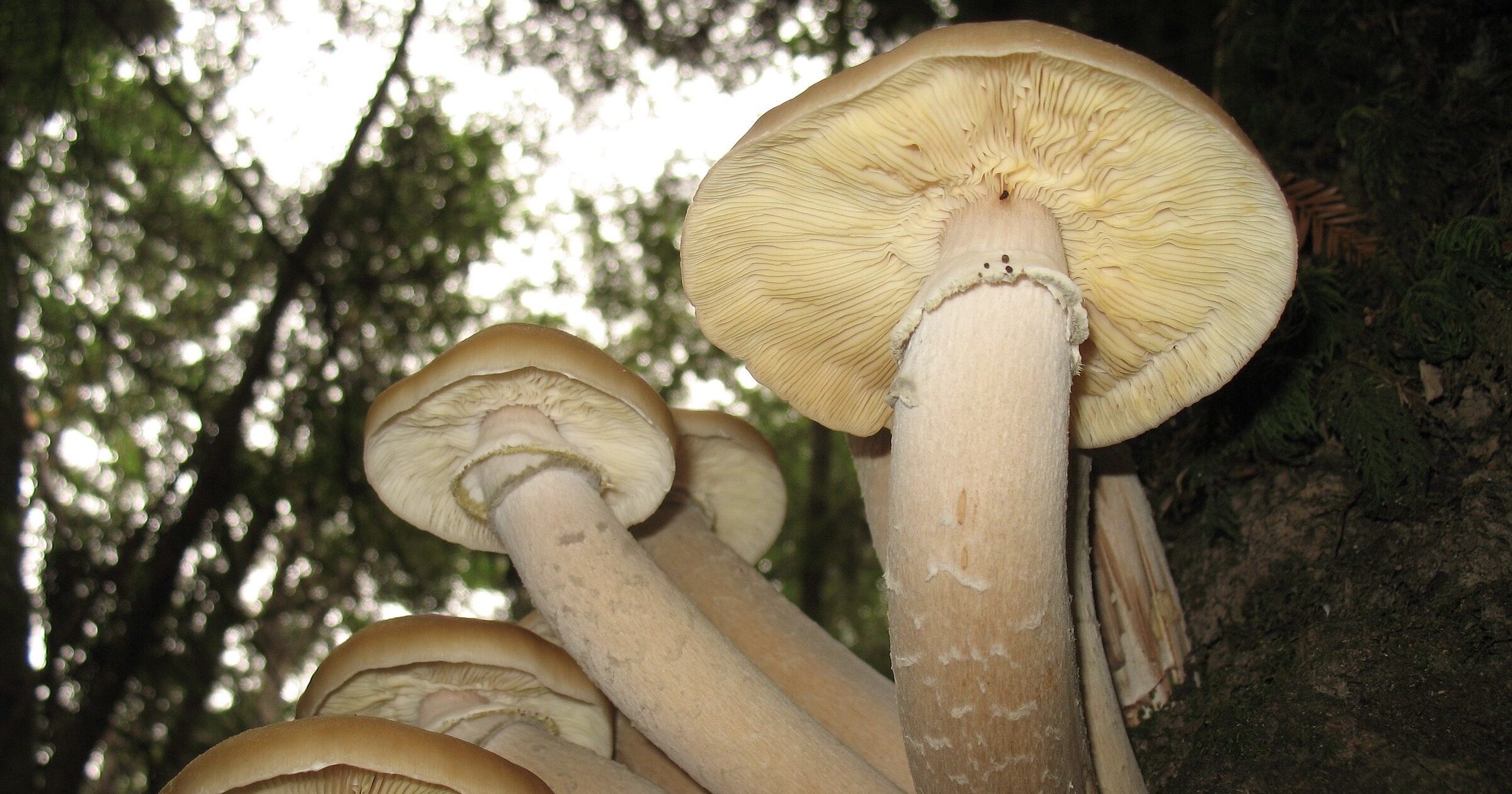 mushrooms