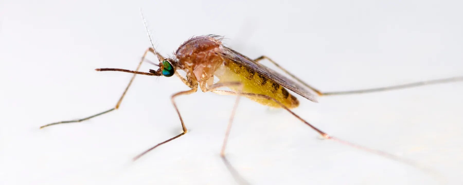 mosquito