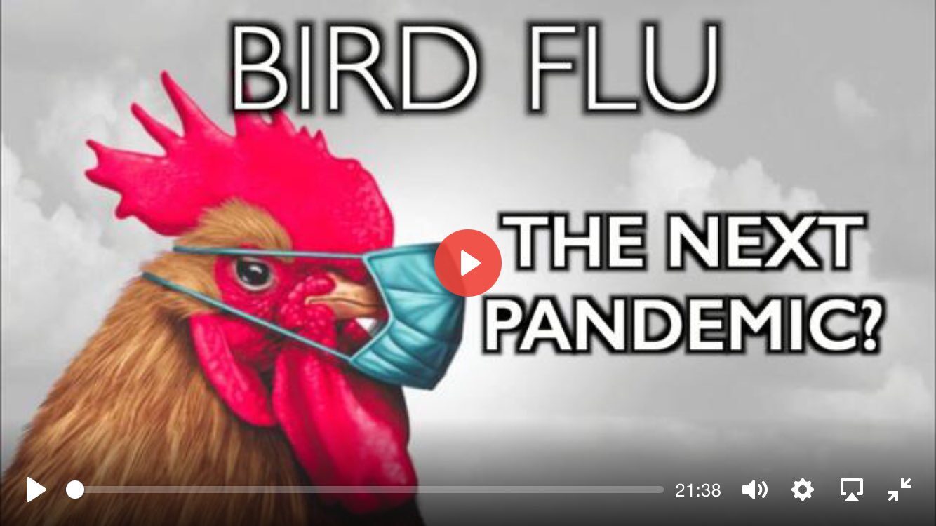 bird flu