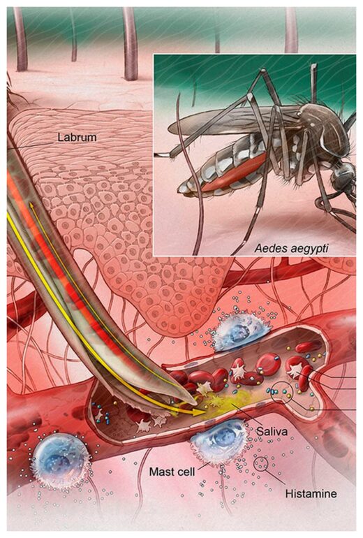 Click to enlarge Aedes Mossquito