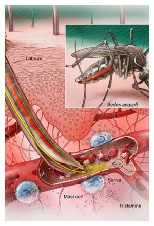 Aedes Mossquito