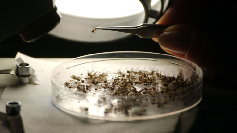 Click to enlarge Mosquitoes in Dish