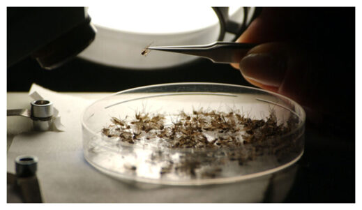 Mosquitoes in Dish